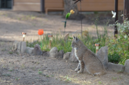 Bobcat in back yard! My camera would not focus