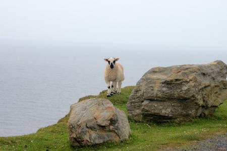 Strange looking sheep in Ireland !