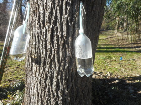 Tapping Black Walnut trees