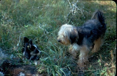 Half Wolf / half Malamute Husky Puppy & Arthur