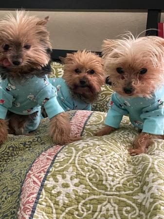 My favorite Yorkshire Terriers