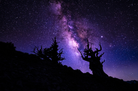 Bristlecone Pines & Milky Way