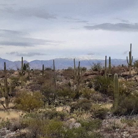 SAGUAROS EVERYWHERE. 🌵