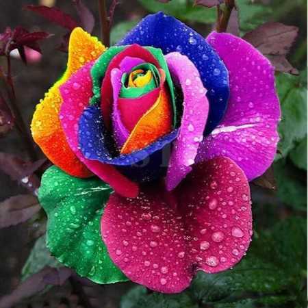 Colorful Teardrops