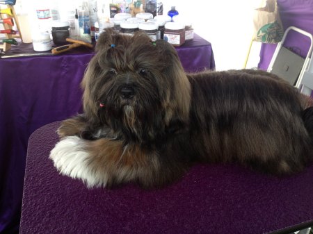 Shadow taking a break on the table