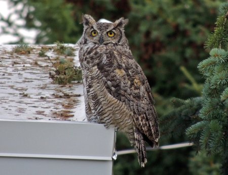 My Christmas Owl wishing me Christmas cheer :)