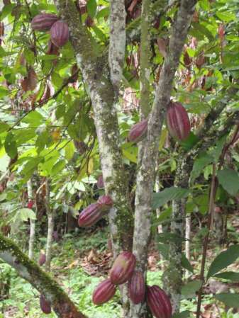 W Edmund Chambers II's album, My Farm in Ecuador