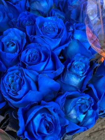 Blue Rose