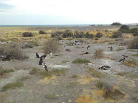 Punta Tombo, Argentina - JAN 2O20