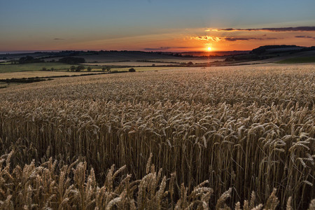 Lincolnshire Wolds at sunset.