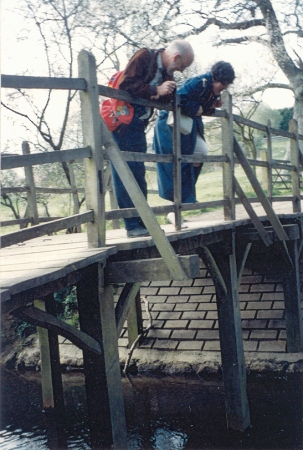 Playing 'Pooh Sticks'