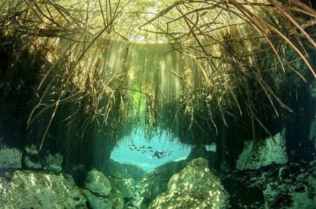 Diving, Casa Cenote, Tulum Mexico,  May 2023