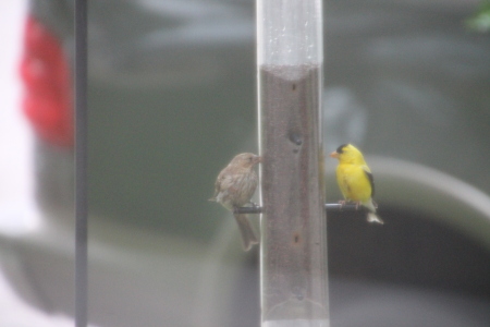 Gold Finch at our feeder