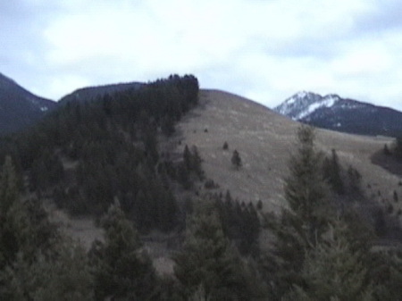 The almost invisible Elk on the hill.