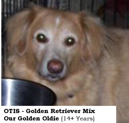 OTIS - Golden Retriever Mix