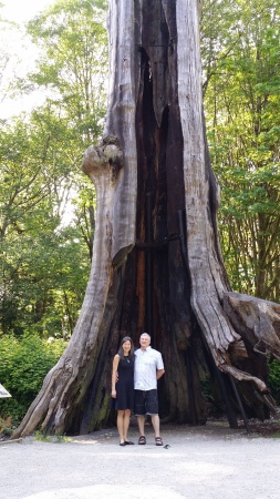 the old tree in Stanley Park, Vancouver