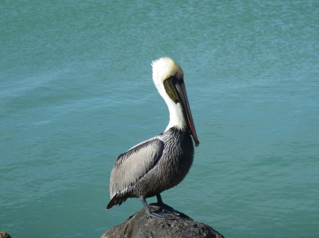 Pelican Posing at the Jetty