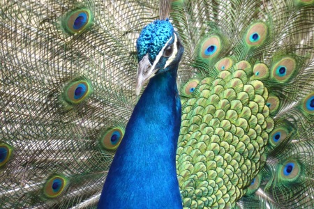 Percy, our peacock