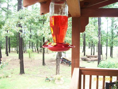 hummingbirds on the front deck