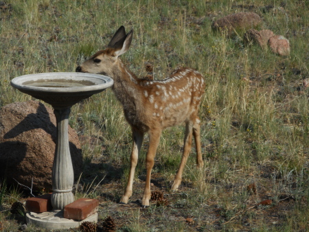 2020 Fawn