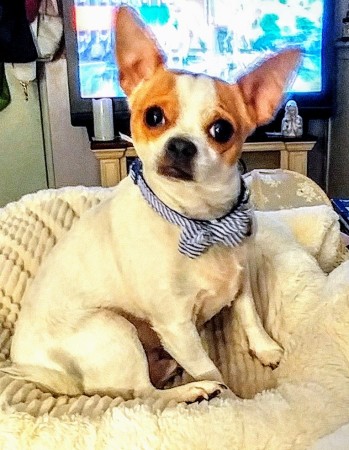 Our Chihuahua Jerry...Also known as "the dude"