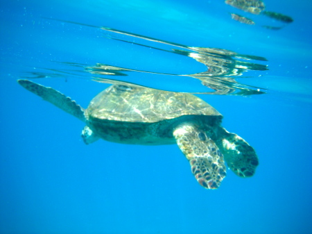 Honu