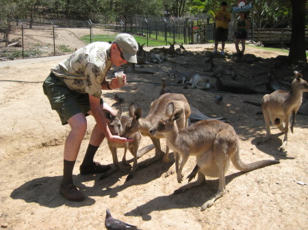 Kangaroo feeding in Australia