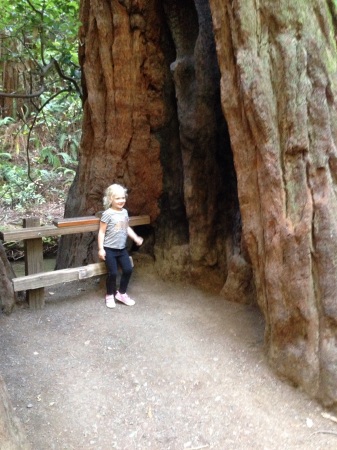 Muir Woods, CA