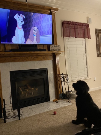 Angel watching Lady and the Tramp