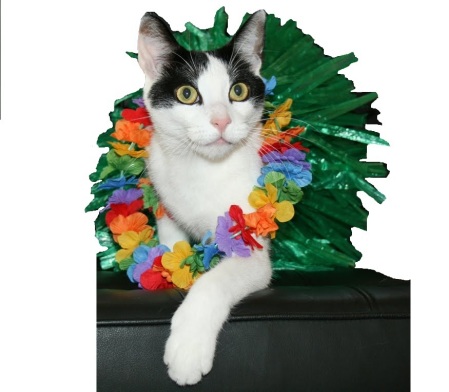hula cat