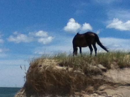 wild horse 