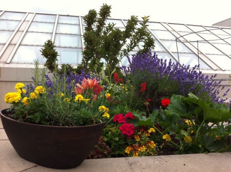 My rooftop garden