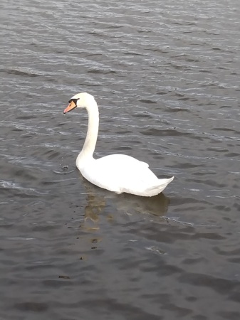 Swan is back 