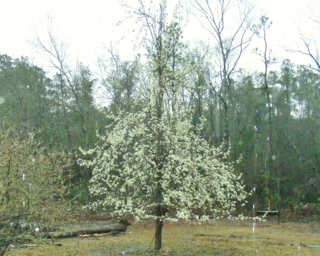 Pear tree in bloom