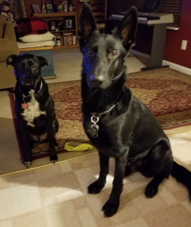 My 2 awesome dogs