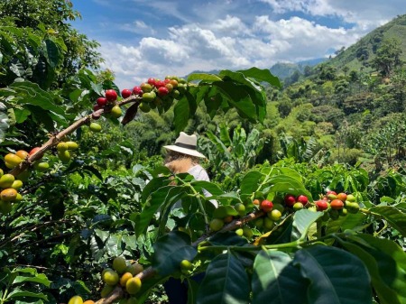 Coffee Zone, Colombia