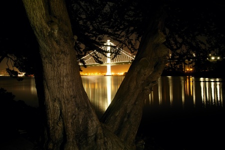 Bay Bridge Through a Bay Tree, Treasure Island