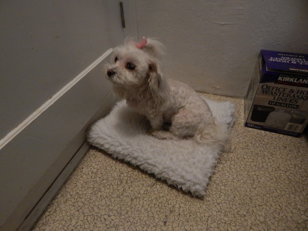 Lilly our 9 year old Maltese--and Ruler of the House!