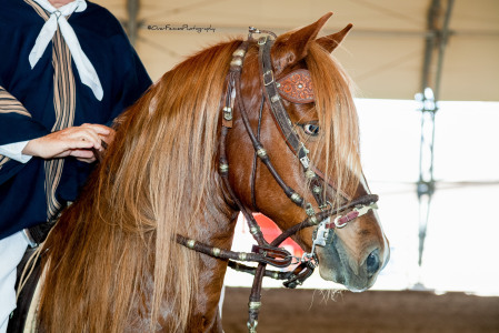 Mike Powers' album, My New Stallion - JAP Constantino