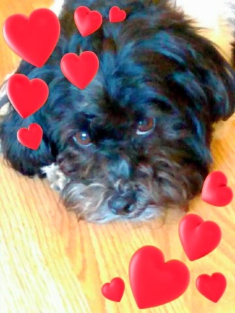 My Havanese Joseph Bernard 3 yrs