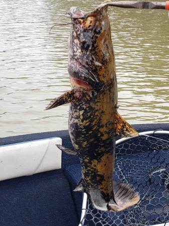 Fishing in the back waters of Weiss Lake, Alab