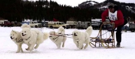 My sled team 