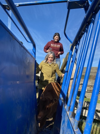 Moving ‘em into the cattle press chute