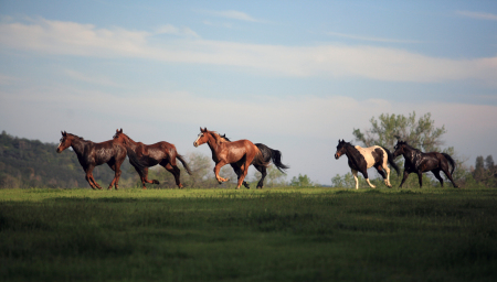 Running Horses: One of my photos