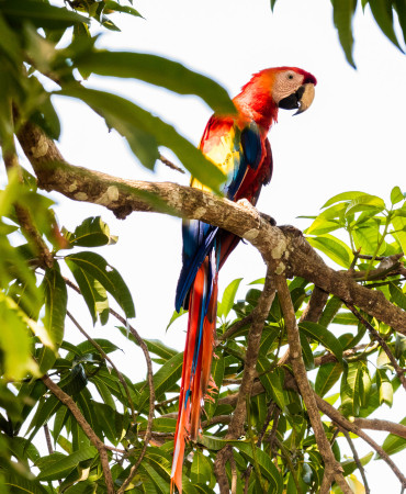 Anne Johnson's album, Costa Rica