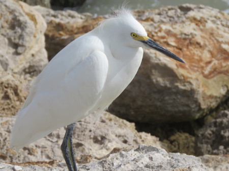 Snowy Egret at the Jetty