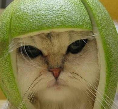 melonhead cat