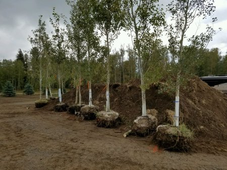 Aspen Ready To Be Planted