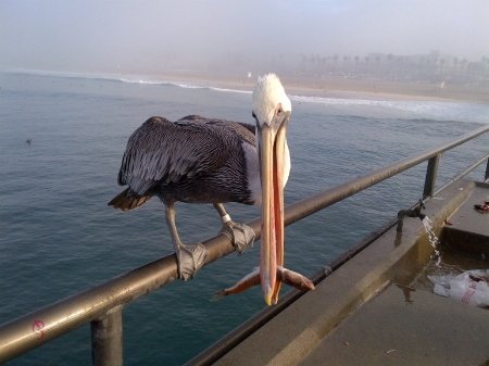 Huntington Beach