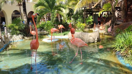 BEAUTIFUL FLAMINGOS 